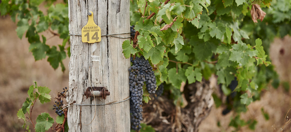 Moss Wood vineyard